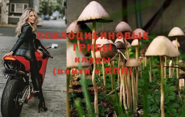 a pvp Пересвет