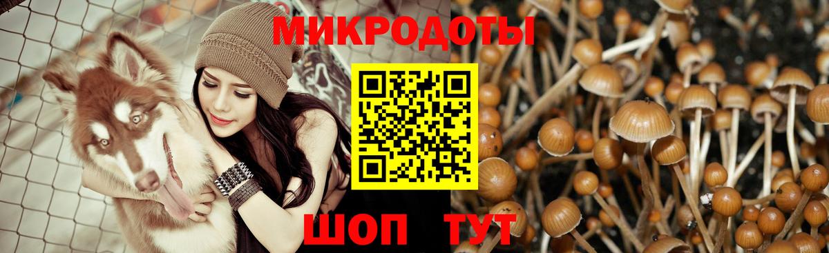 Холмск  Псилоцибиновые грибы Psilocybe  Вход с VPN 